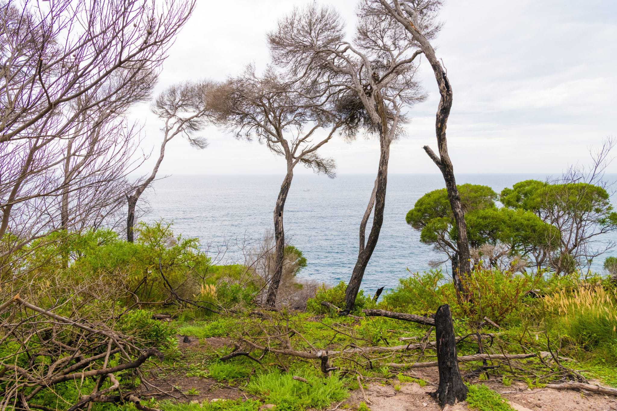 An Australia Nature Preserve with a group of trees on a hill overlooking the ocean, now featuring an amended strategy.