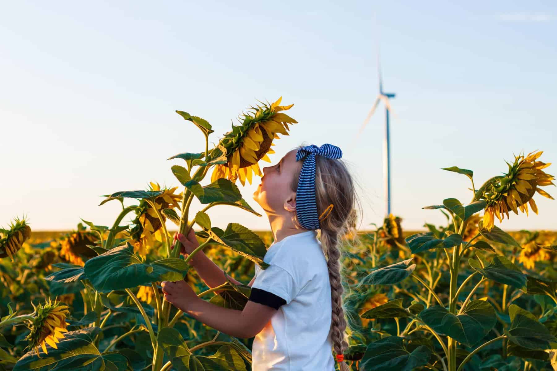 A girl smelling sunflowers in a field near a wind turbine at the Sunflower Festival.