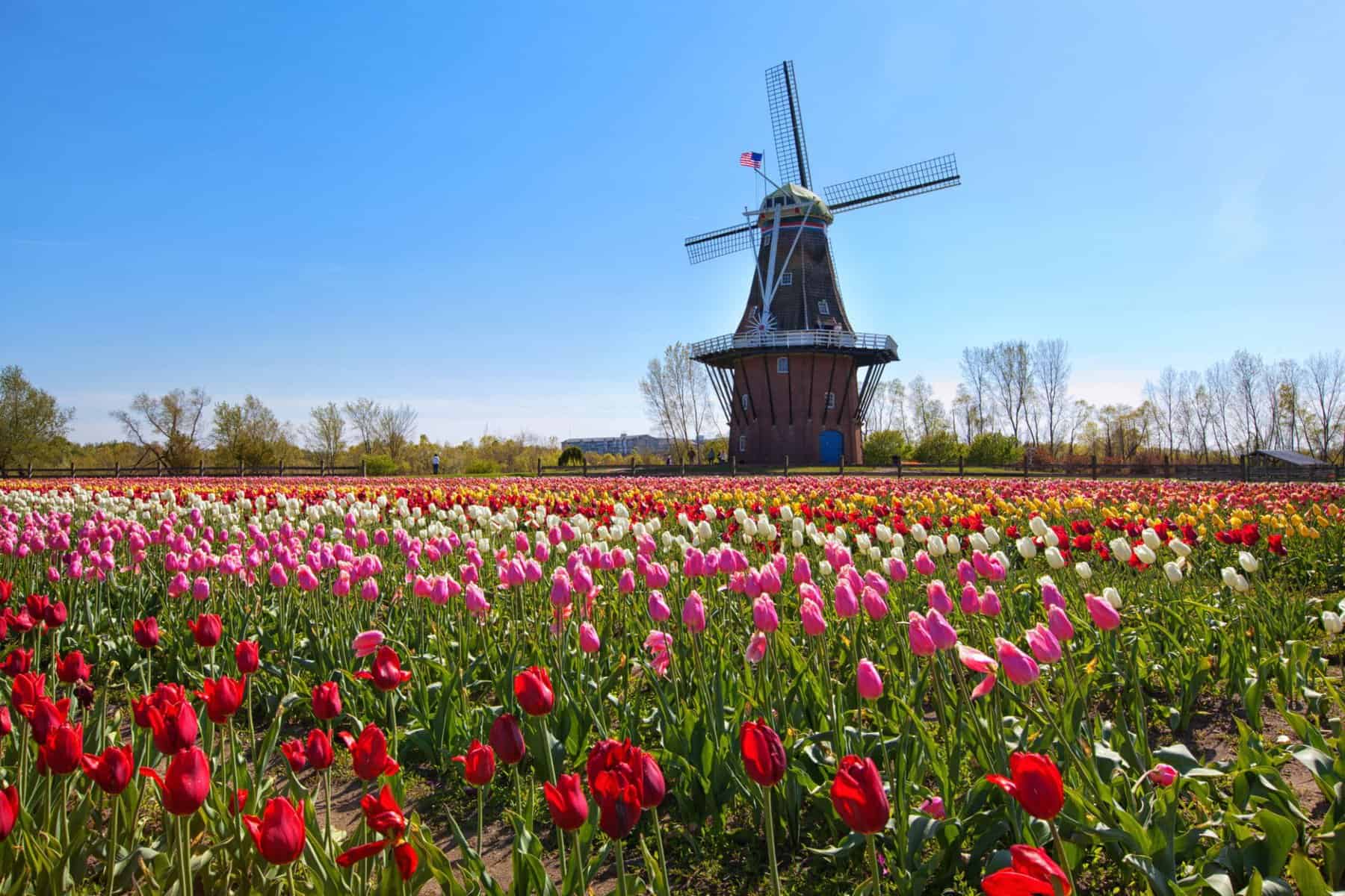 A picturesque windmill stands tall amidst a vibrant field of tulips. This captivating scene embodies the beauty and tranquility of nature, showcasing the wonders that can be found in the great outdoors.