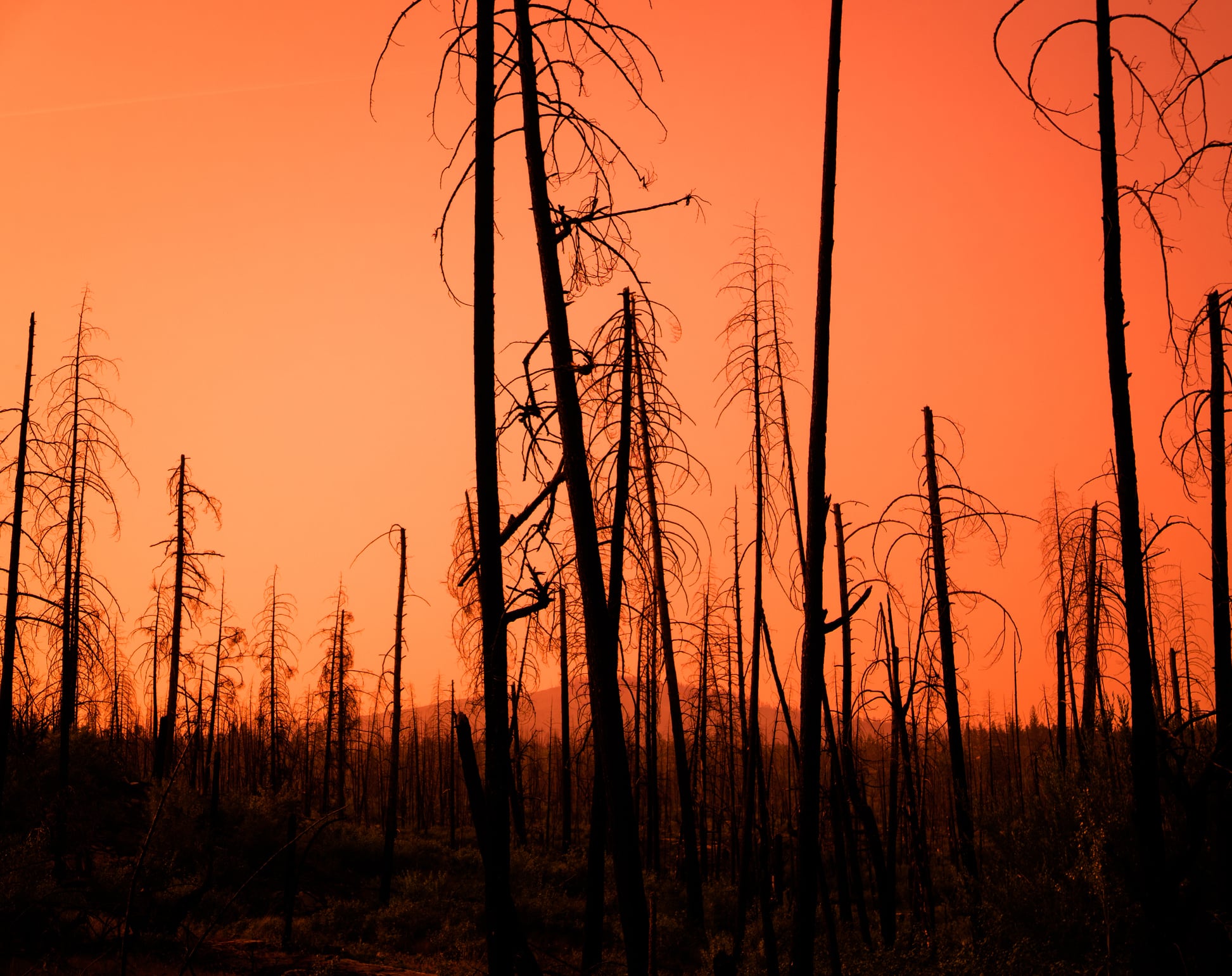 Evacuated properties surrounded by dead trees in a field with an orange sky during the Skaha Creek Fire.