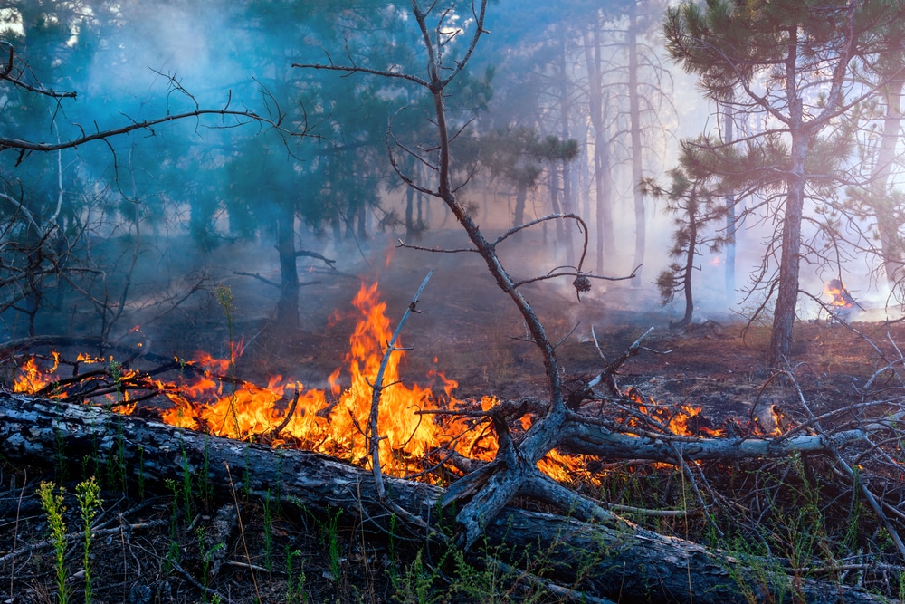 A forest fire is burning in the middle of a forest.