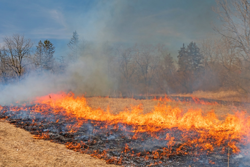 In the BLM Canyon Country District, prescribed burns take place during fall and winter seasons, where a fire is intentionally set ablaze in a field surrounded by trees.