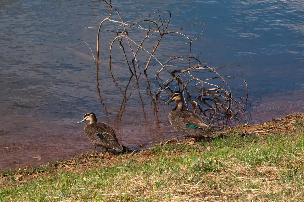 Two ducks standing on the shore of a wildlife sanctuary.