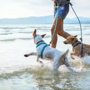 Two dogs running in the water on a leash.