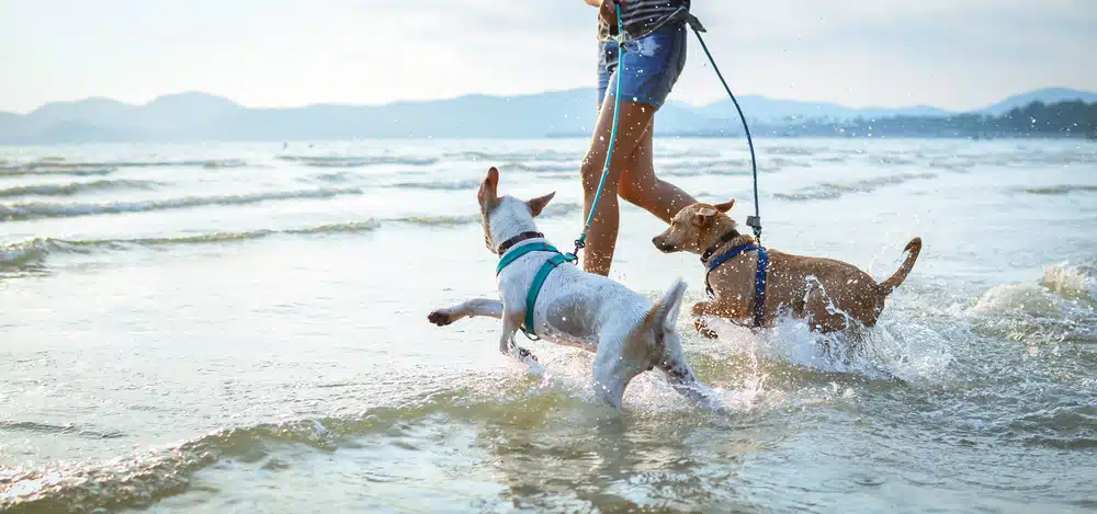 Two dogs running in the water on a leash.