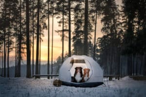 Two dogs sitting in a tent in the snow.