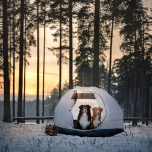 Two dogs sitting in a tent in the snow.