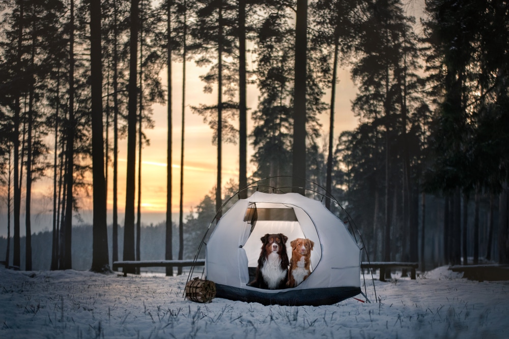 Two dogs sitting in a tent in the snow.