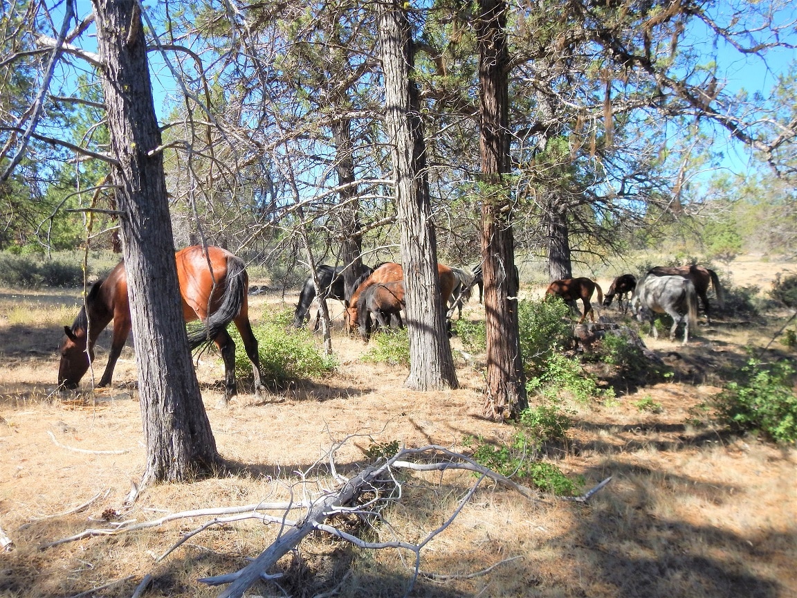A group of horses grazing in a wooded area in Northern California.