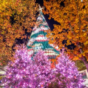 An inaugural Christmas tree is lit up in the middle of a street.