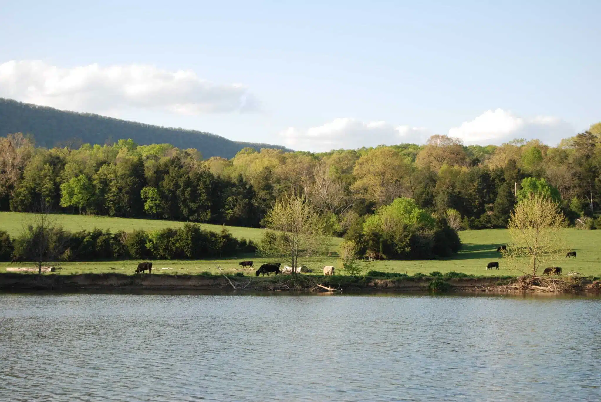 Cows grazing near a lake.