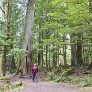 A person walking through a forest in BC Parks, with tall trees surrounding them.