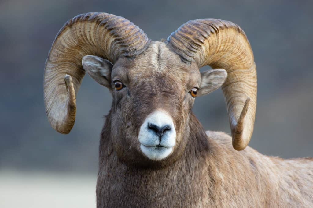 At Grand Teton National Park, a Bighorn Sheep with large horns is standing in its natural habitat, a field.