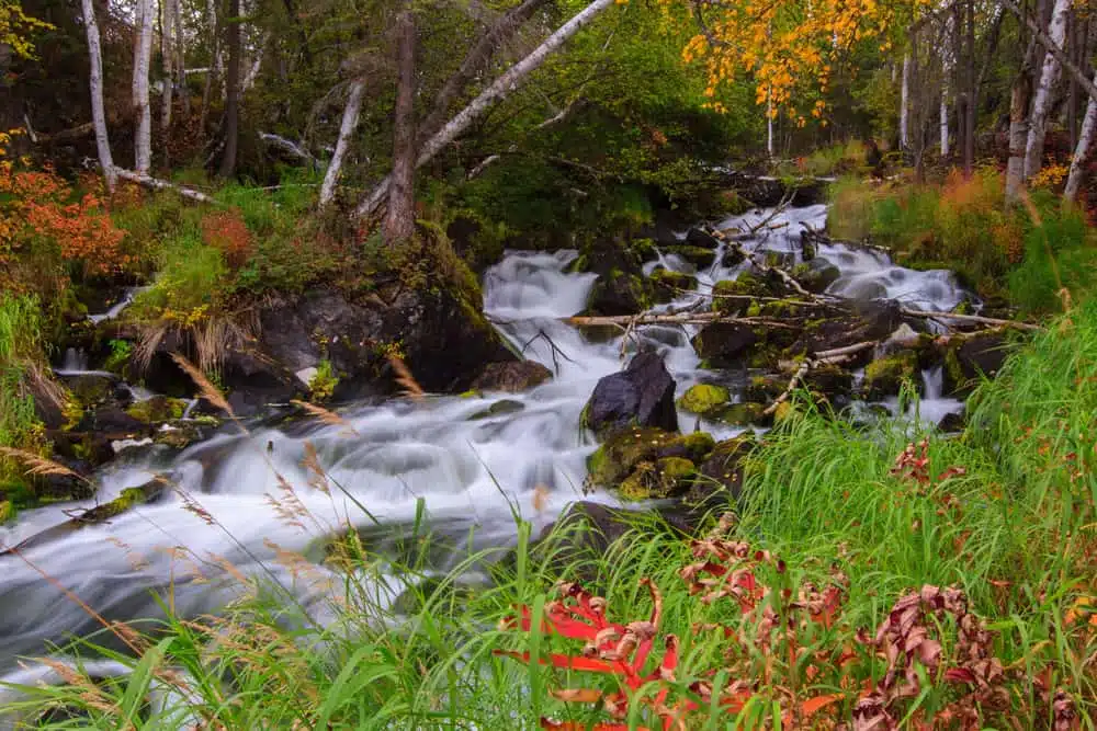 In the Northwest Territories, a river meanders through a lush forest with trees in the background.