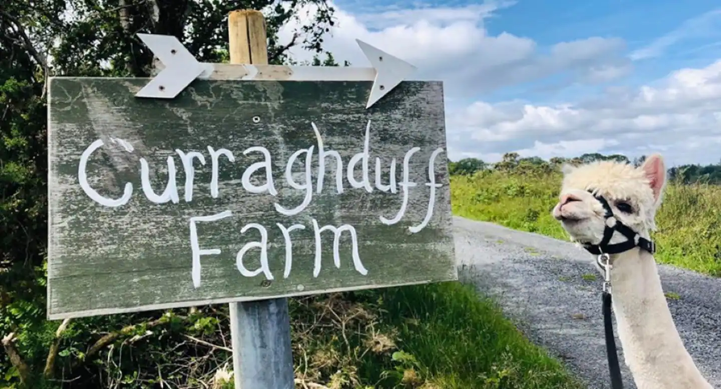 A llama standing next to a sign that says Curragh Farm, offering glamping experiences with alpacas.