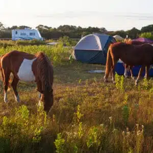 A group of equestrian horses grazing in a field at Governor Dodge State Park.