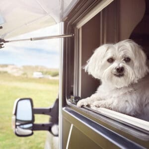 A white dog traveling with its owners in an RV, curiously looking out the window.