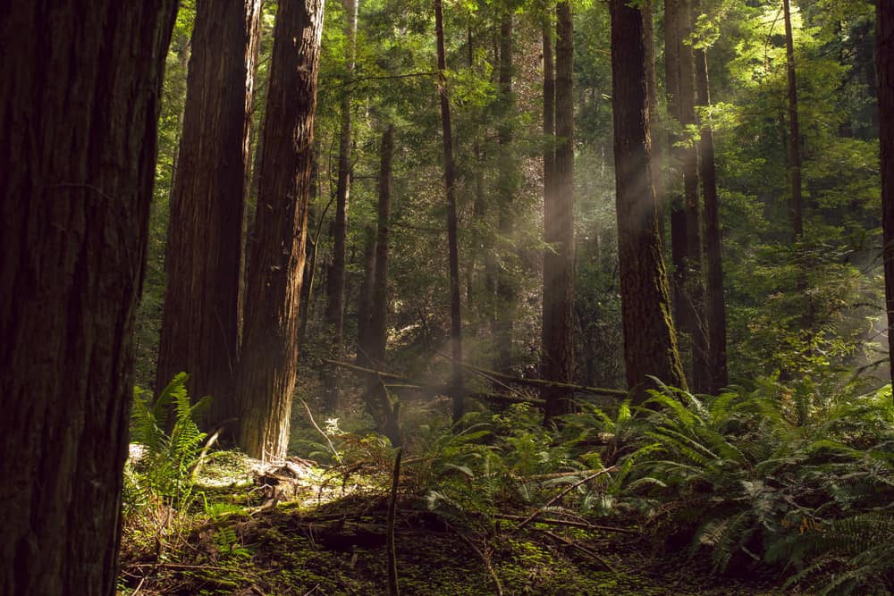 Officials from Mendocino National Forest are delighted to announce the breathtaking sight of the sun shining through the towering redwood trees that grace this pristine California wilderness. Visitors can experience this natural wonder while exploring the