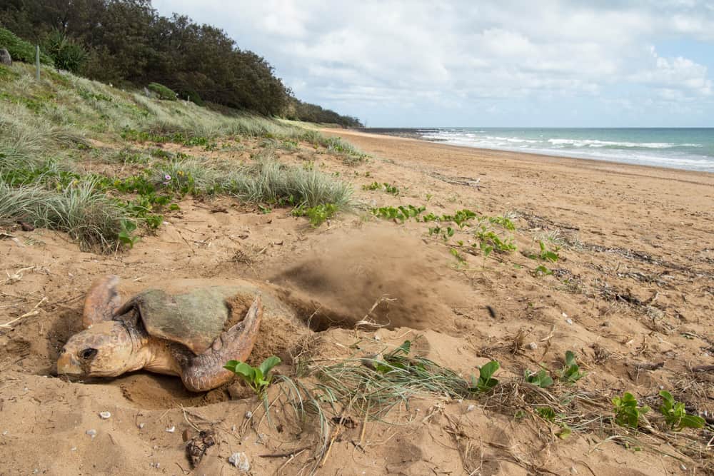 A turtle laying in the sand on a Mon Repos beach.