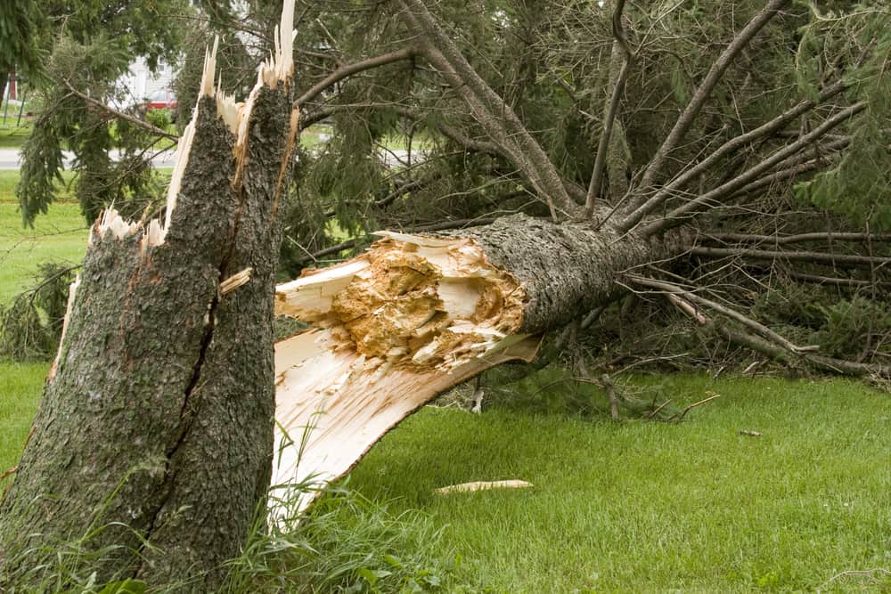 A fallen tree in George Lane Memorial Park.