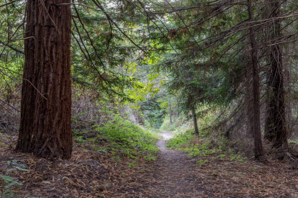 A trail in Portola Redwoods State Park with trees in the background.