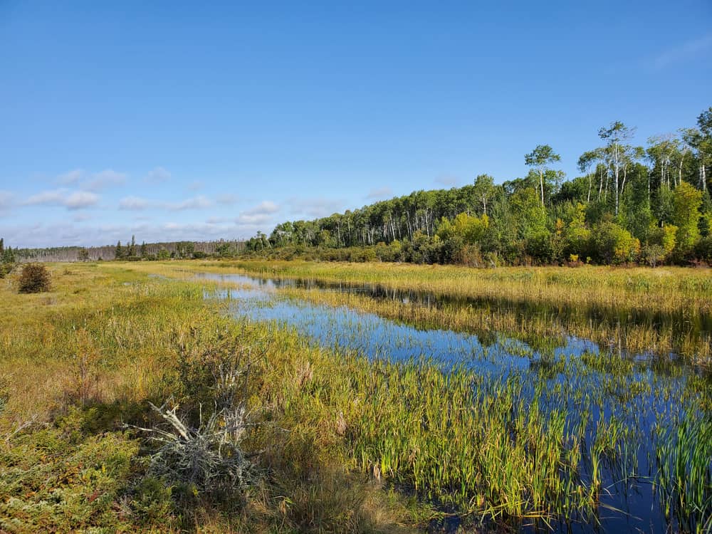 A marsh with tall grasses and trees in the background, where the Manitoba Gov't waives Provincial Parks Fees.