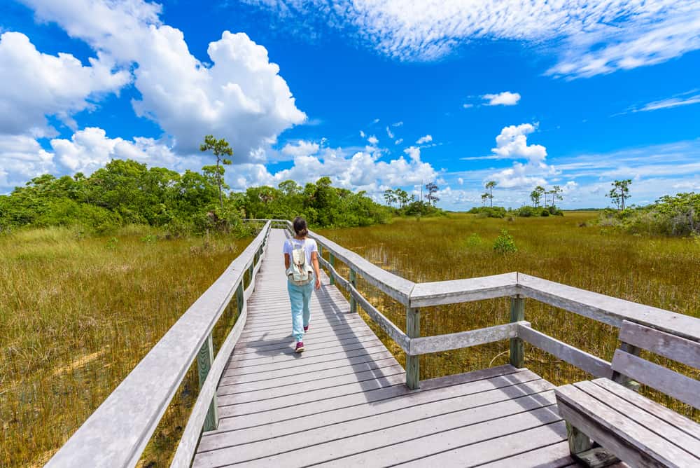 A woman walks along a wooden boardwalk in a marshy area of South Florida.