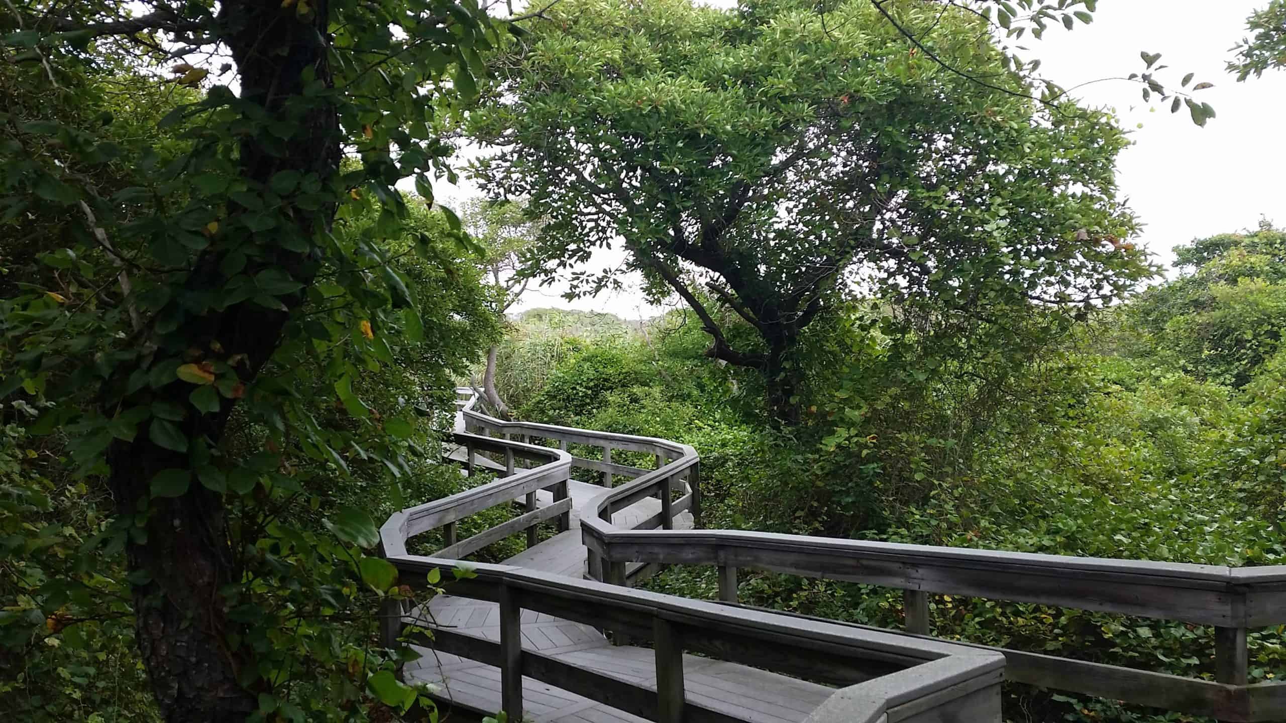 A wooden boardwalk leading through a forest in Fire Island National Seashore.