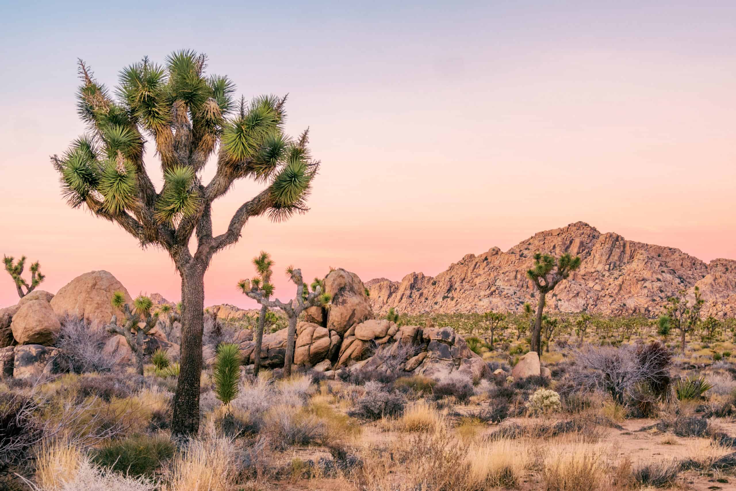 Grant admires a stunning Joshua tree at sunset in Joshua Tree National Park.