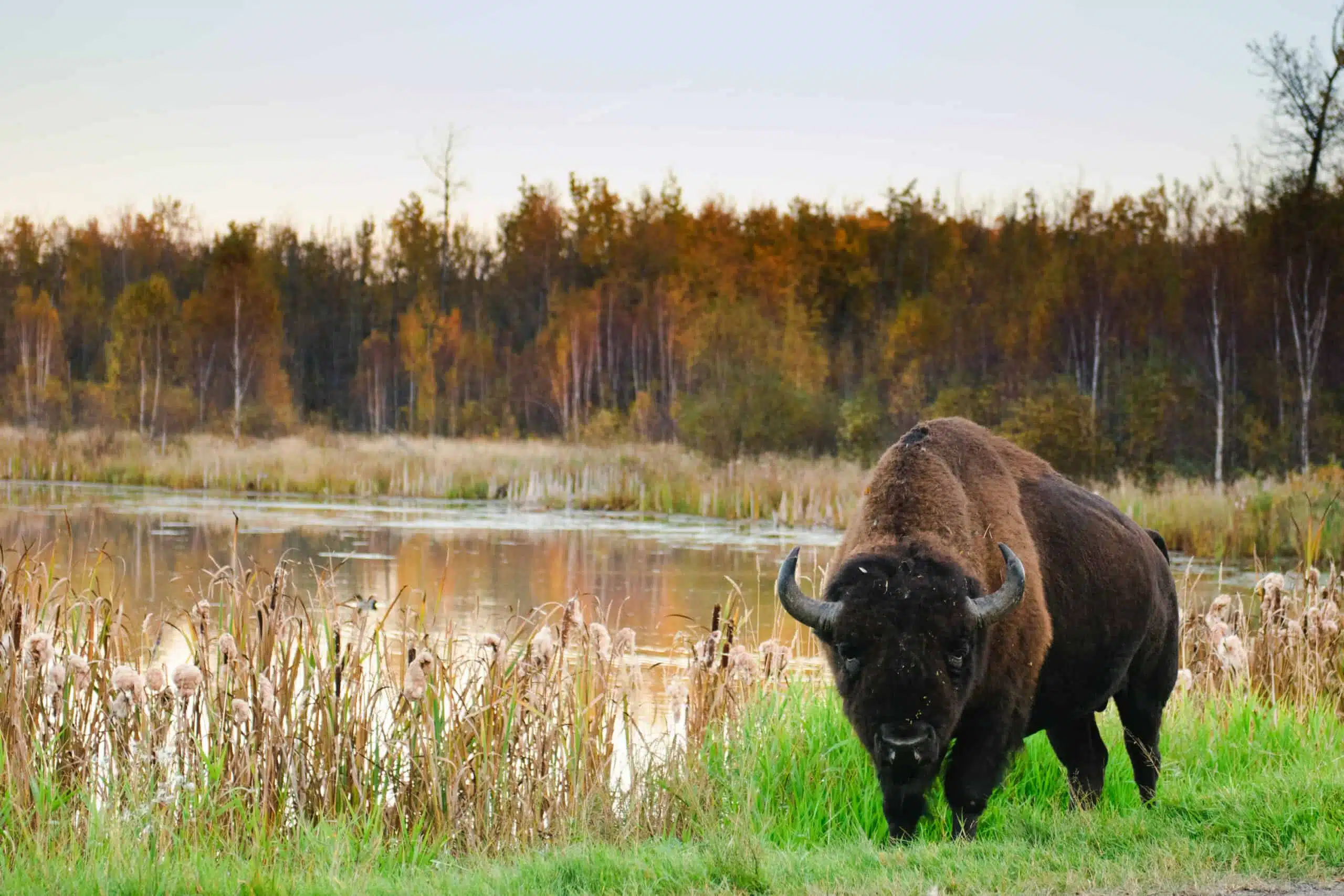 A bison grazing peacefully in the grassland of Elk Island National Park.