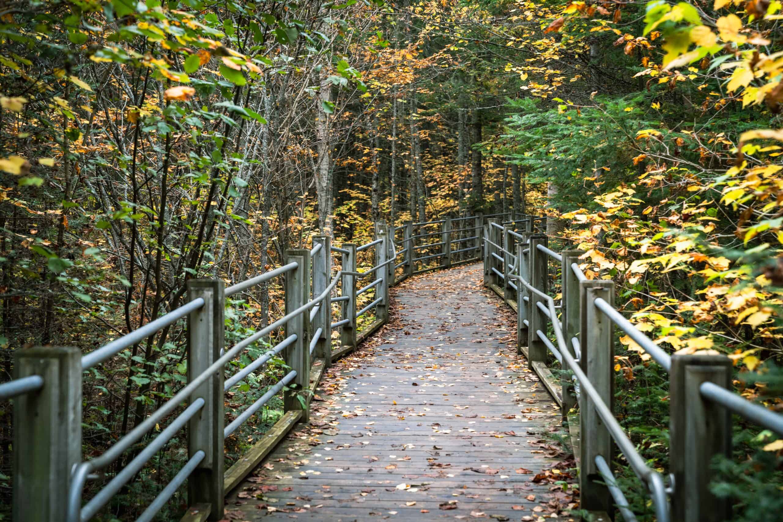 A wooden walkway through a wooded area in the fall, located near Mile Creek Road Realignment.