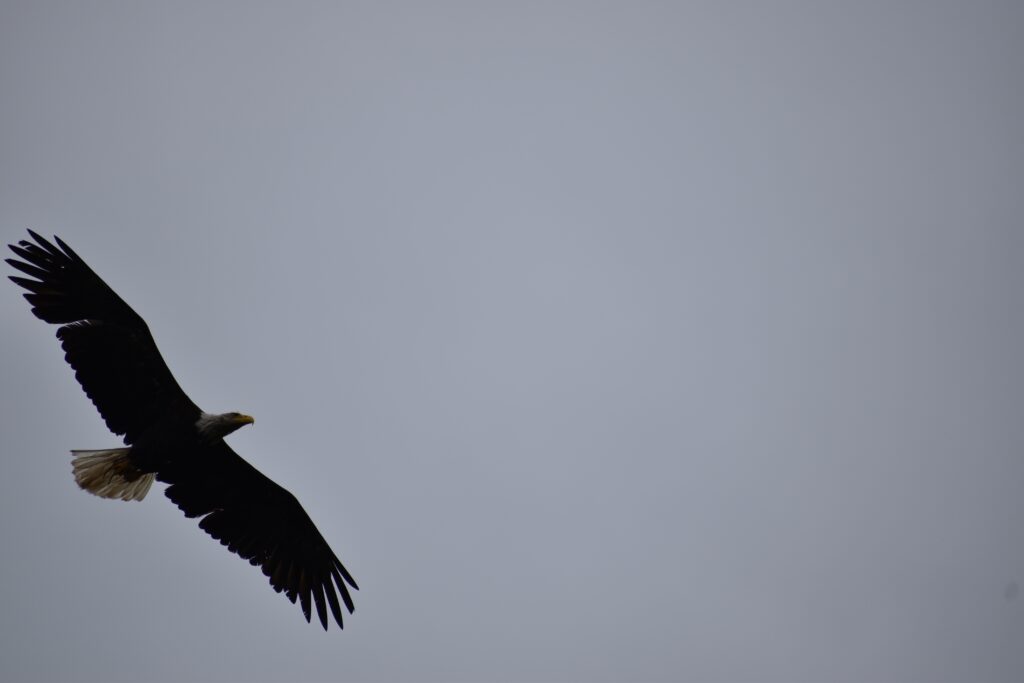 Visitors at Sitka National Historical Park observe a majestic bald eagle soaring through the sky.