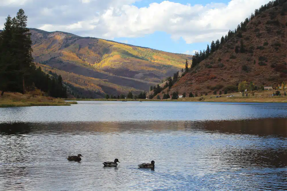 A group of ducks swimming in a serene lake in Red Deer County.