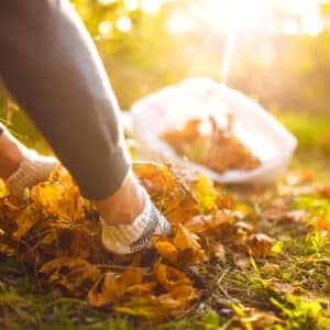 Volunteers enhancing recreational opportunities in the Medicine Bow-Routt National Forest by picking up leaves in the grass.