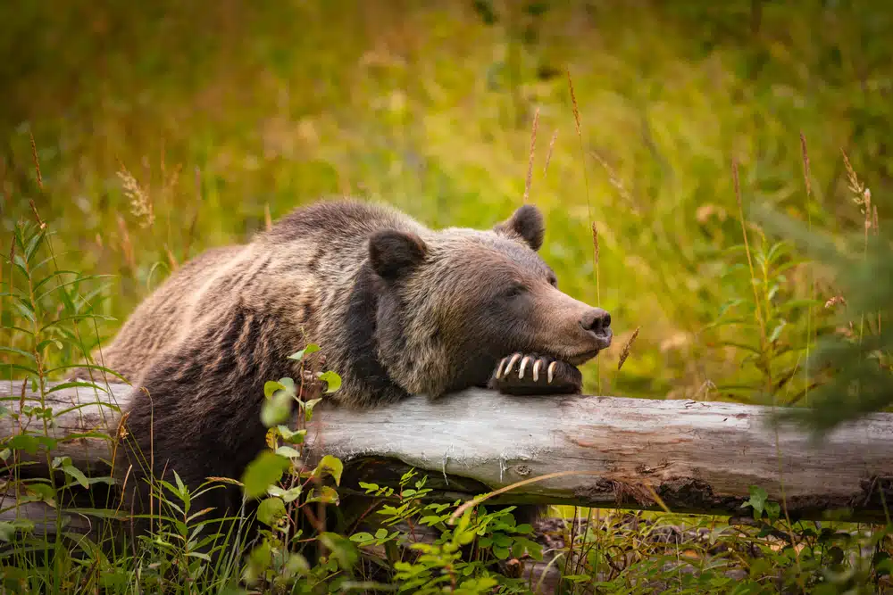 A grizzly bear resting on a log in Banff.