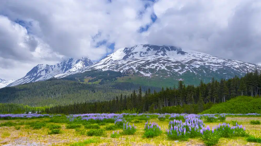 A picturesque field with purple flowers and a majestic mountain in the background.