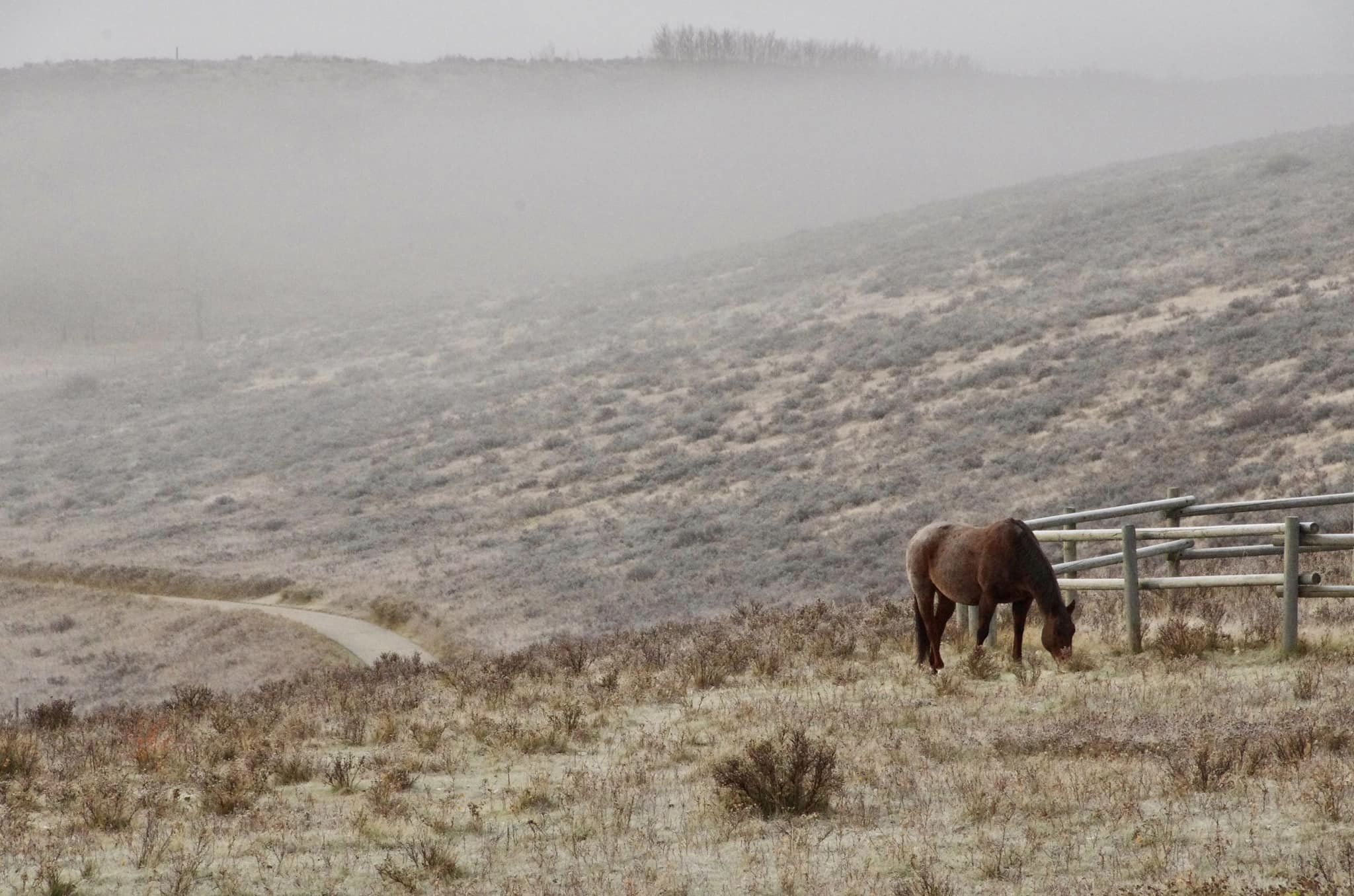 A former city councillor is overseeing the protection of a horse grazing in a field on a foggy day.