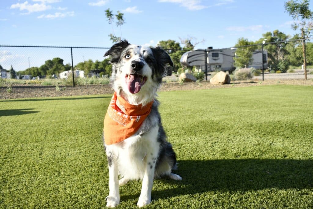 A dog wearing an orange bandana sits on the grass at K9 Corner.