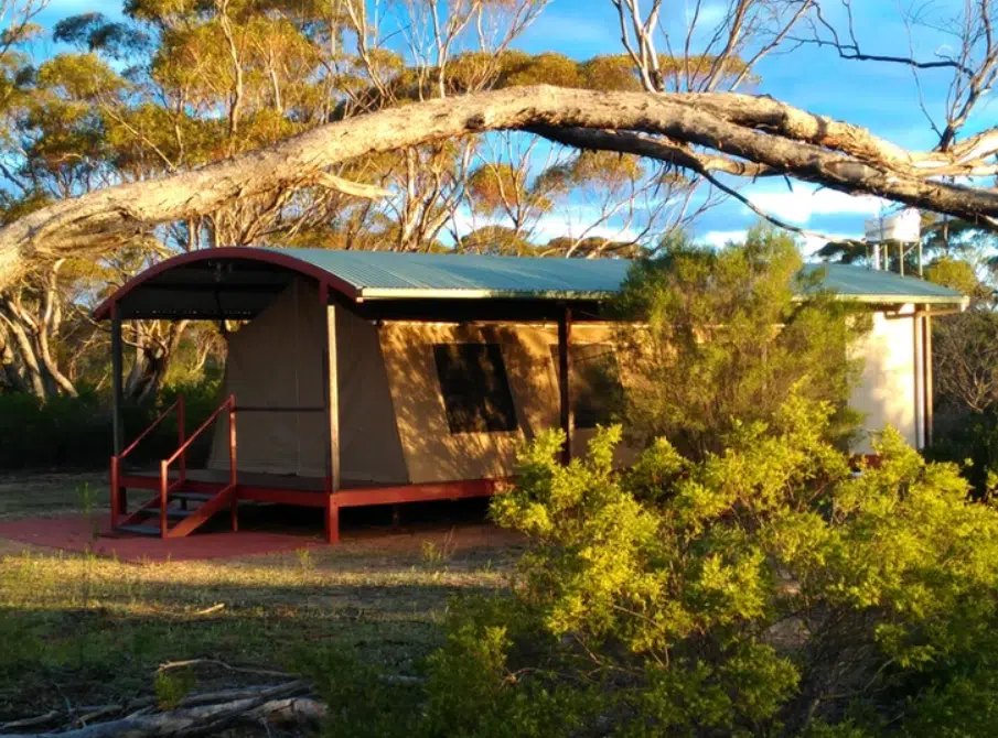 A luxury glamping cabin with a canvas exterior and a metal roof situated in a forested area of South Australia, with a large overhanging tree branch in the background.