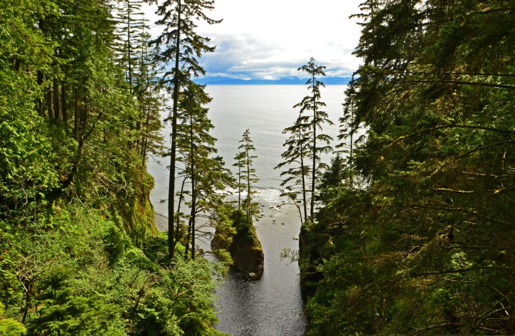 View from a forested cliff overlooking a narrow river inlet flowing into the sea, with tall trees on either side and a cloudy sky above, captured in an auto draft.