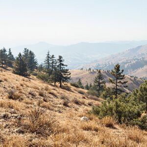 A dry, sparsely vegetated hillside with patches of parched grass and scattered pine trees under hazy midday light, suggesting wildfire risk.