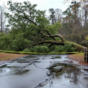 Fallen tree and debris block a rural park road, with orange cones and caution tape marking the closure under cloudy skies.