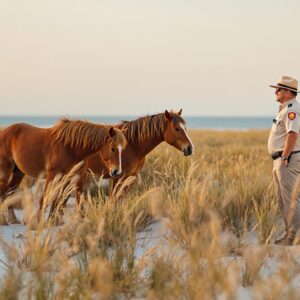 A small herd of wild horses grazes on sandy dunes with sea oats as a park ranger and visitors observe from a distance under a pastel dawn sky.