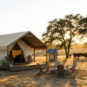 Large canvas glamping tent with a wooden deck and stone fire pit in a golden grassy pasture, featuring a nearby solar panel and brown cows grazing under large oak trees at sunset.