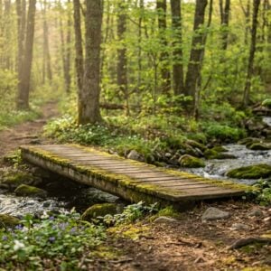 Moss-covered wooden footbridge crossing a shallow rocky stream on a dirt hiking trail in a lush green forest, with warm sunlight filtering through the trees and small wildflowers blooming in the foreground.